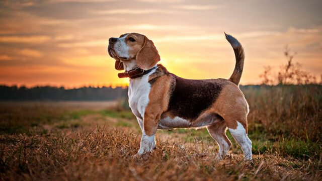 Beagles