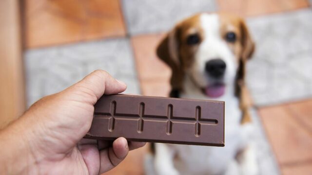 Can Dogs Eat Chocolate