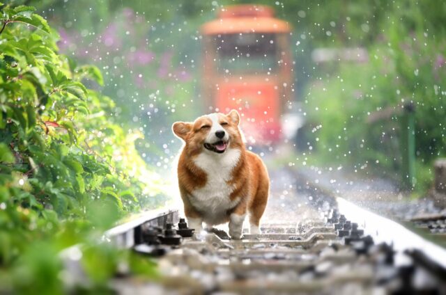 Corgi Dog Related Words