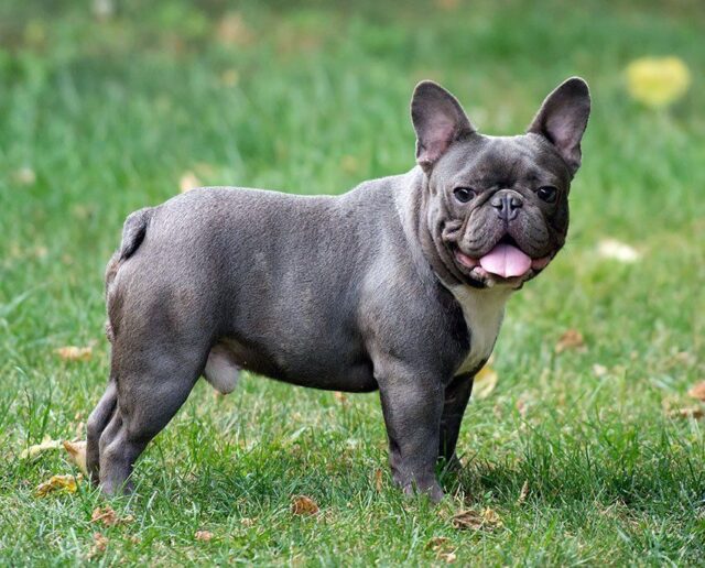 French Bulldog