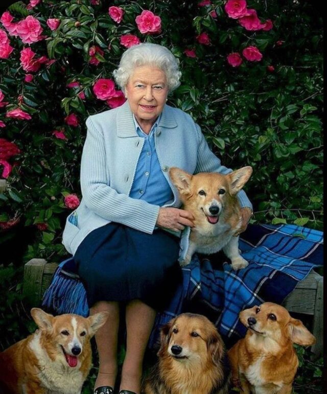 Queen Elizabeth Corgis