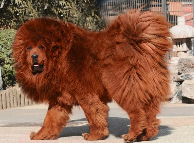 Red Tibetan Mastiff