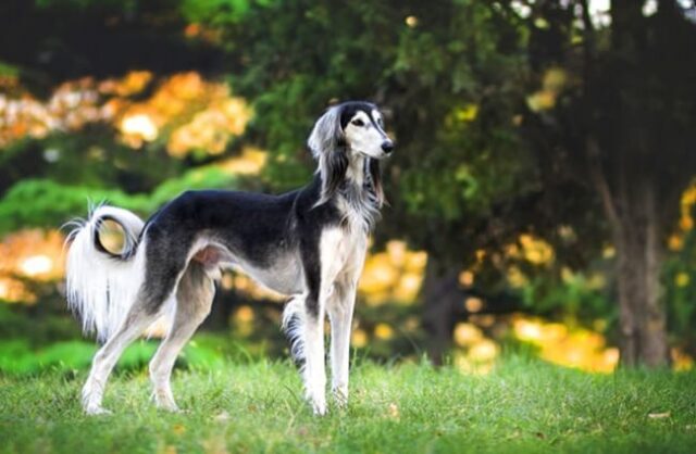 Saluki