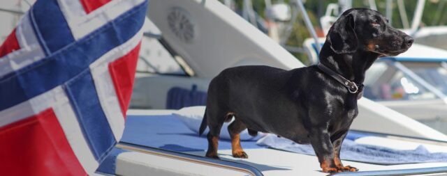 animal welfare act Dogs In Denmark