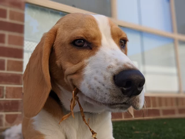 beagle eating grass