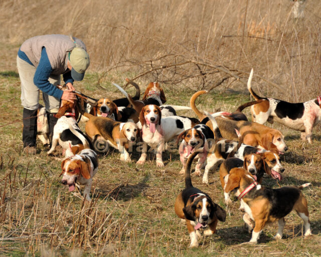 beagle pack hunting