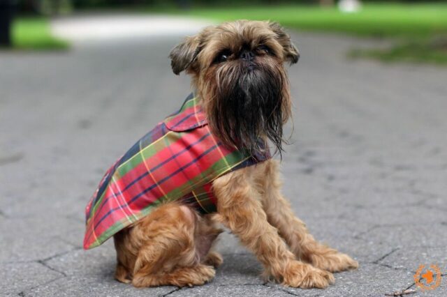 best dog clothing brands 1