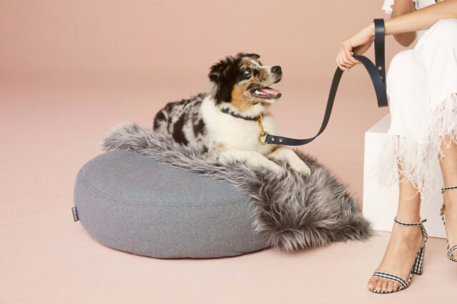 best dog clothing brands furry modern