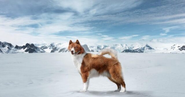 canadian eskimo