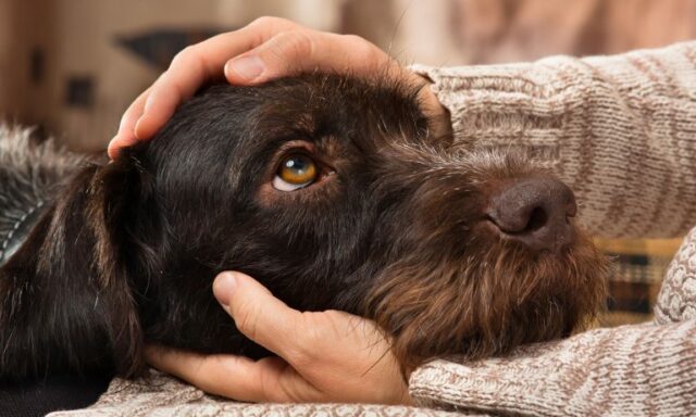 canine distemper