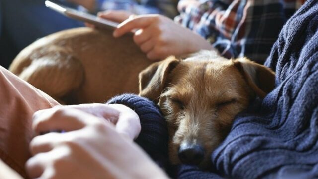 canine hepatitis