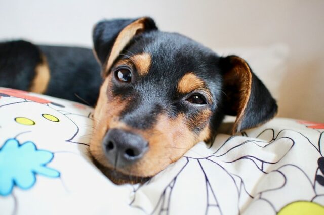 canine parvovirus