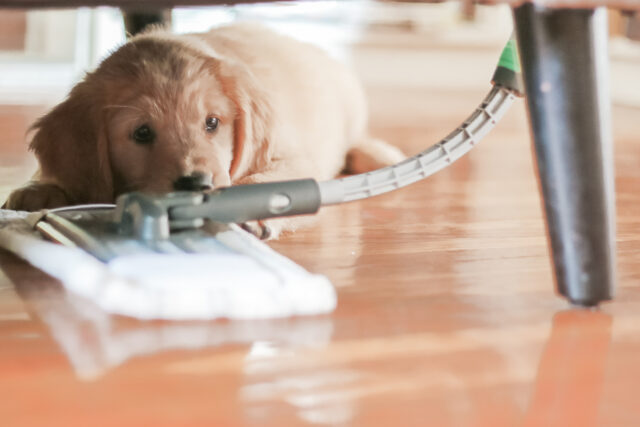 cleaning dog safety