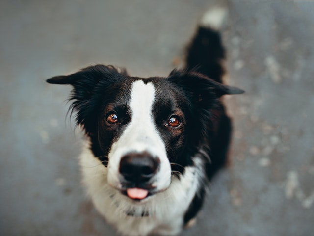 dog blep