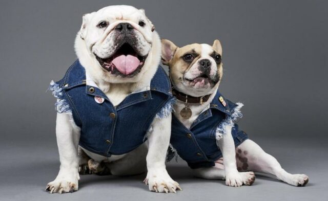 dog clothing brands Pethaus