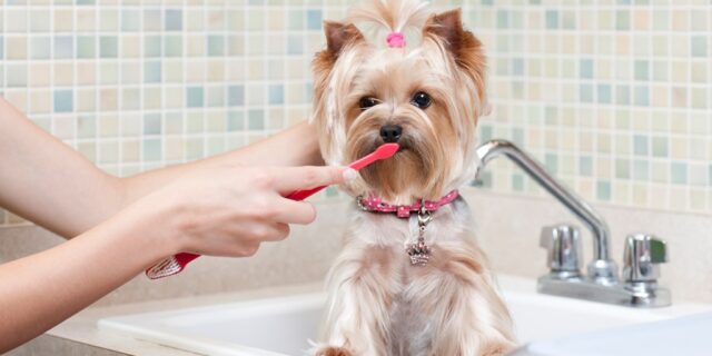 dog-dental-care dog dental care