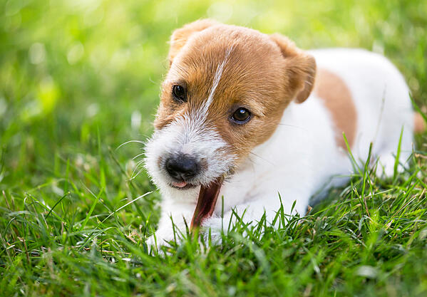 dog dental care dog dental chews