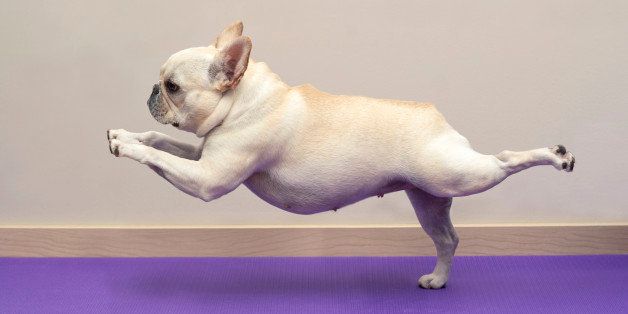 dog exercise