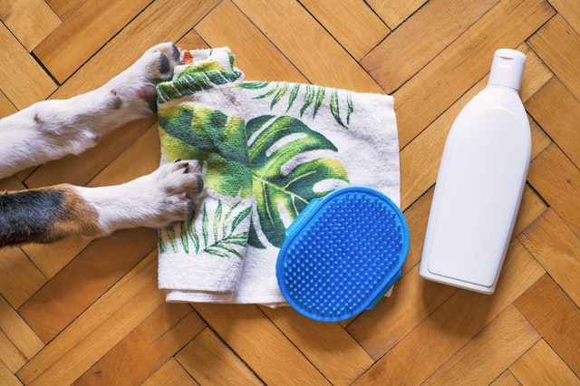 dog friendly date - spa dog friendly date spa