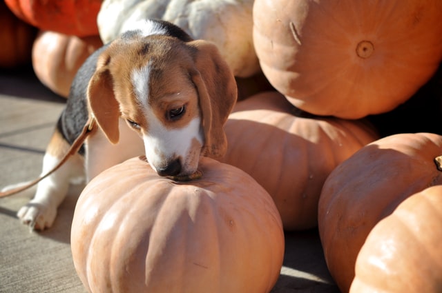 dog in pumpkin patch dog in pumpkin patch