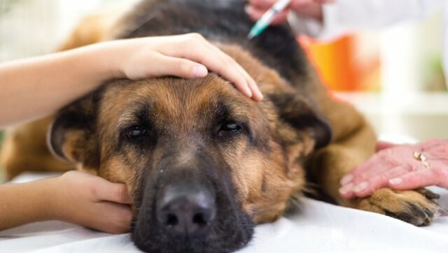 dog rabies