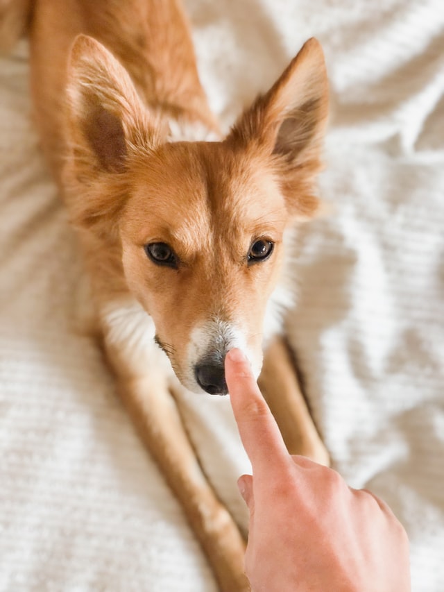 dog related words boop