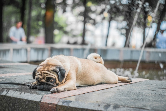 dog related words sploot