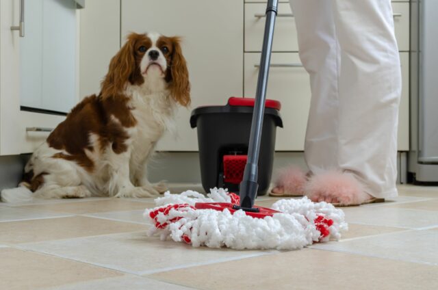 dog safe cleaners