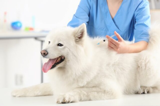 dog vaccination