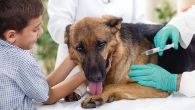 dog vaccinations