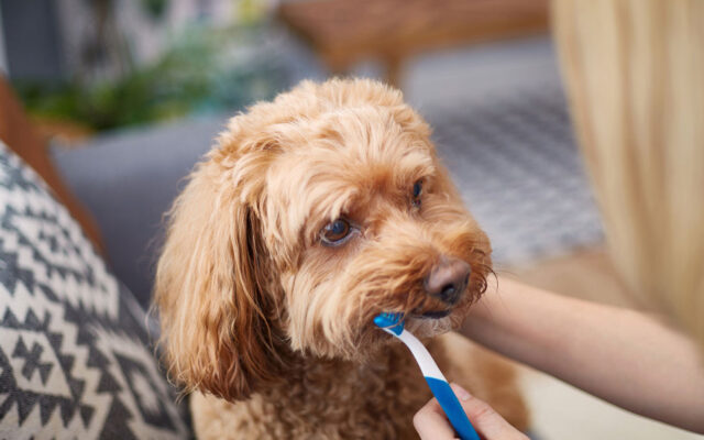 dog with a toothbrush dog with a toothbrush
