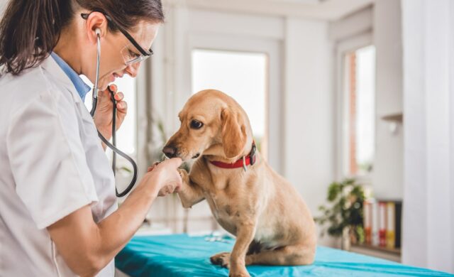 dog with a vet