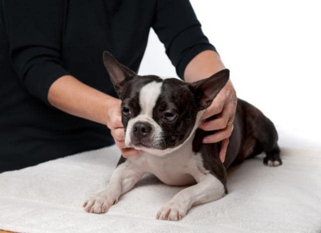 doggy date night - massage doggy date night massage