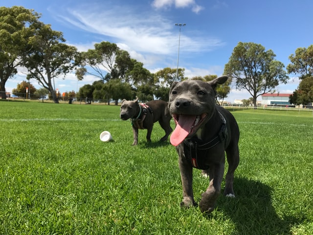 doggy date night - take dog to park doggy date night take dog to park