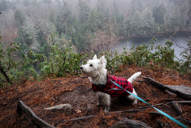 doggy friendly date walk someplace special