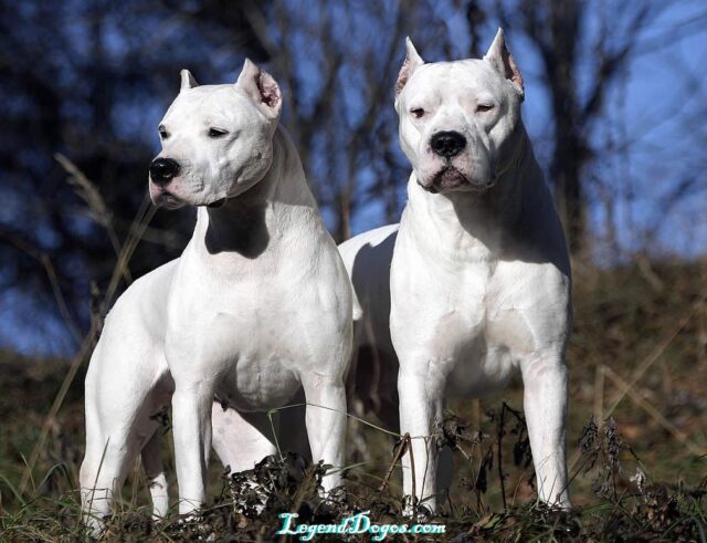 dogo argentino