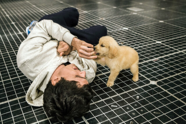 dogs in theater - curious incident dogs in theater curious incident