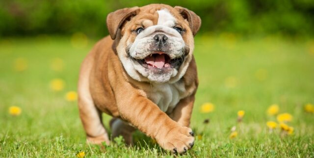english bulldog