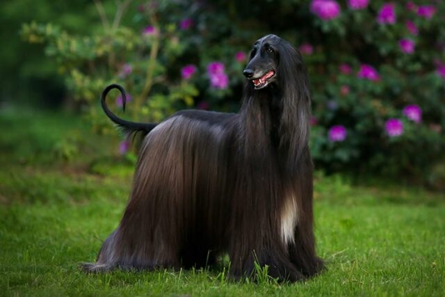 expensive dog breeds Afghan Hound