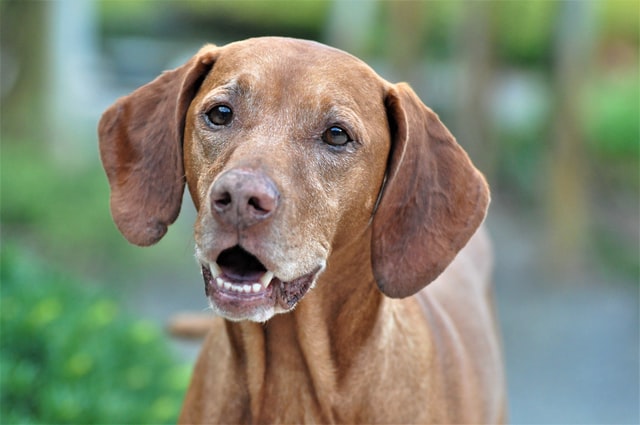 facts about dogs beagle howl