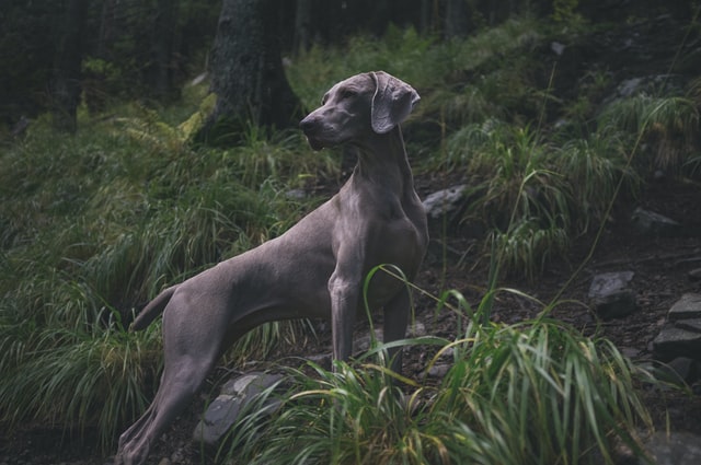 great dane