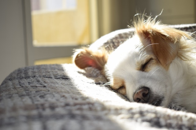 healthy dog treats dog sleeping