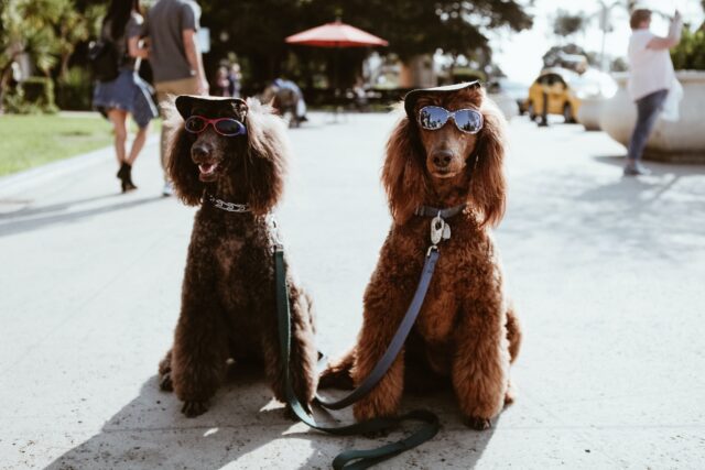 dog fashion clothes