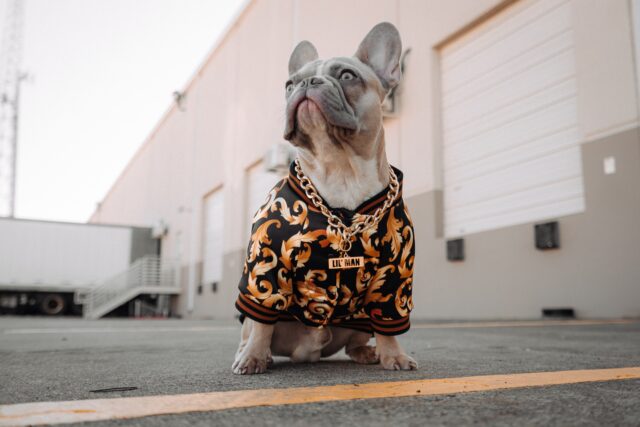 dog fashion clothes
