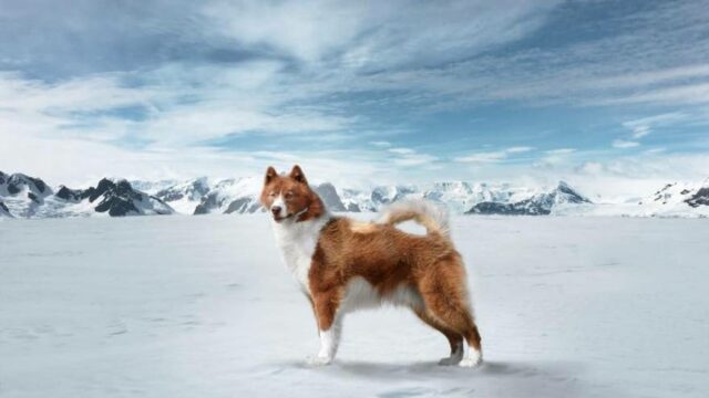 most expensive dog breeds canadian eskimo dog