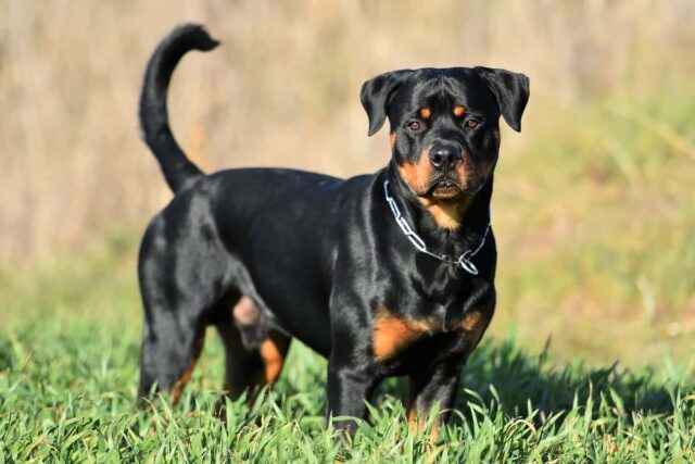 most expensive dog breeds rottweiler
