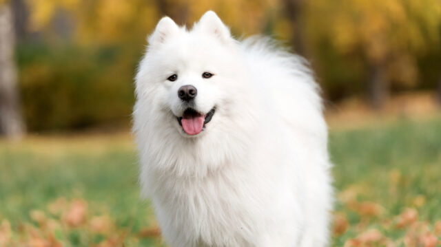 most expensive dog breeds samoyed