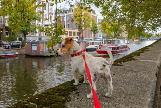 new dog owner shop list leash