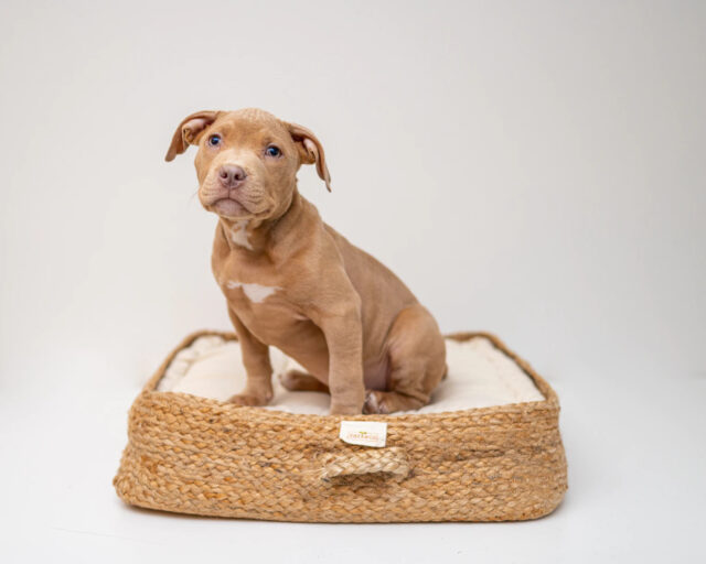 new dog owner shopping list bed