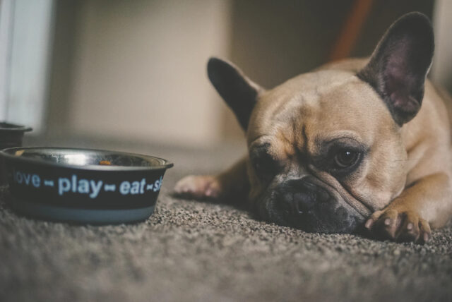 new dog owner shopping list bowl
